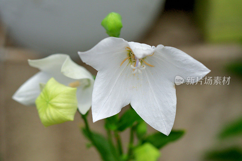 气球花/桔梗